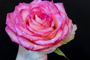 Siyah arka planda güzel pembe bir gül, yakın plan 