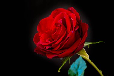 Siyah bir arka planda izole edilmiş güzel bir gül.