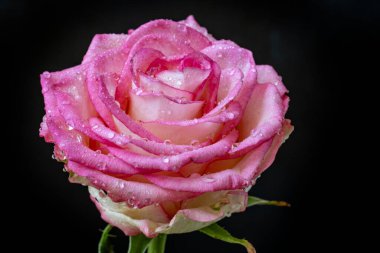 Siyah arka planda güzel pembe bir gül, yakın plan 