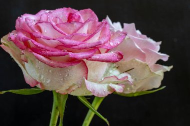 Kapatın güzel gülleri siyah üzerine