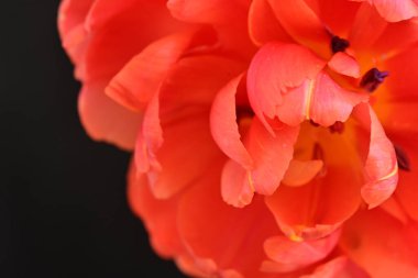 Güzel lale çiçeği siyah arka planda kapanıyor. 