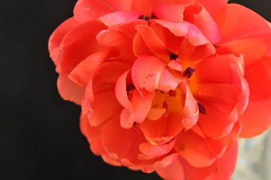 Güzel lale çiçeği siyah arka planda kapanıyor. 