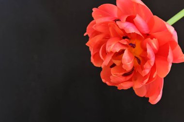 Güzel lale çiçeği siyah arka planda kapanıyor. 