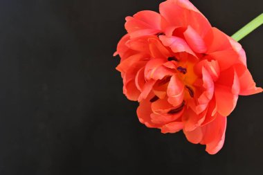 Güzel lale çiçeği siyah arka planda kapanıyor. 