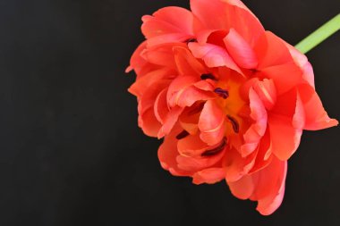 Güzel lale çiçeği siyah arka planda kapanıyor. 