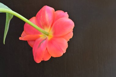 Güzel lale çiçeği siyah arka planda kapanıyor. 