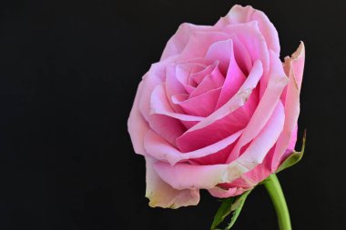 Siyah arka planda güzel pembe bir gül, yakın plan 