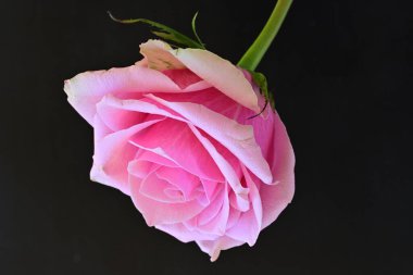 Siyah arka planda güzel pembe bir gül, yakın plan 