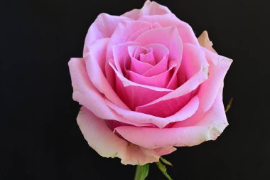 Siyah arka planda güzel pembe bir gül, yakın plan 