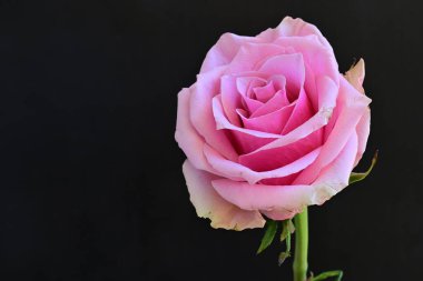 Koyu arkaplanda güzel pembe bir gül çiçeği                        