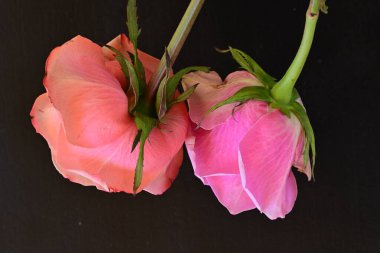 Siyah arka planda güzel yumuşak güller