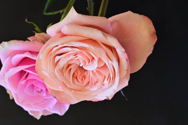 Siyah arka planda güzel yumuşak güller