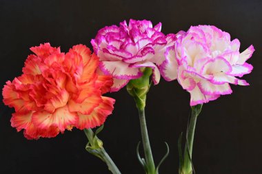 Koyu arka planda güzel karanfil çiçekleri