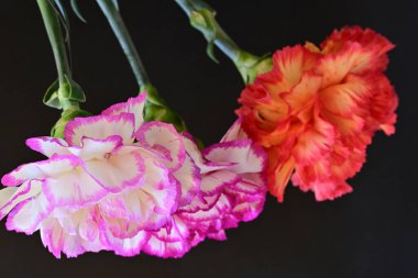 Koyu arka planda güzel karanfil çiçekleri