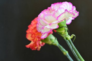 Koyu arka planda güzel karanfil çiçekleri