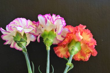 Koyu arka planda güzel karanfil çiçekleri