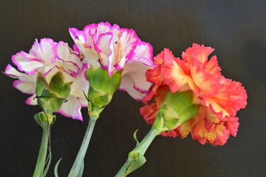 Koyu arka planda güzel karanfil çiçekleri