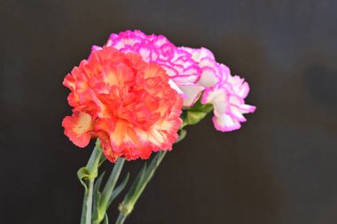 Koyu arka planda güzel karanfil çiçekleri