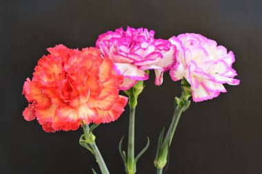 Koyu arka planda güzel karanfil çiçekleri