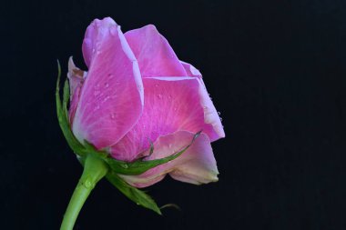 Siyah arka planda güzel pembe bir gül