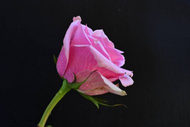 Siyah arka planda güzel pembe bir gül