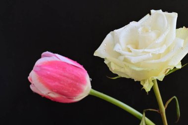 güzel beyaz gül ve pembe lale siyah arkaplanda