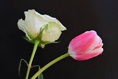 güzel beyaz gül ve pembe lale siyah arkaplanda