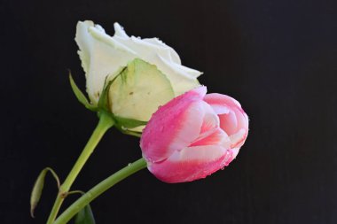 güzel beyaz gül ve pembe lale siyah arkaplanda
