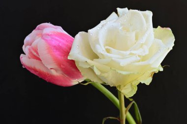 güzel beyaz gül ve pembe lale siyah arkaplanda