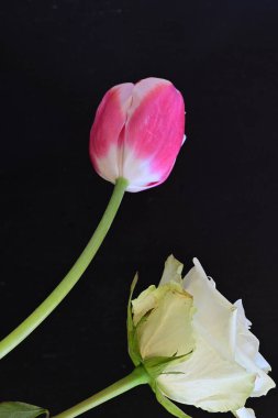 güzel beyaz gül ve pembe lale siyah arkaplanda