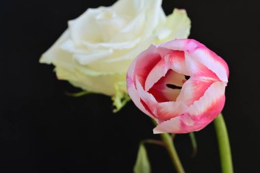 güzel beyaz gül ve pembe lale siyah arkaplanda