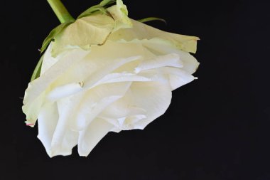 Siyah arkaplanda güzel beyaz bir gül