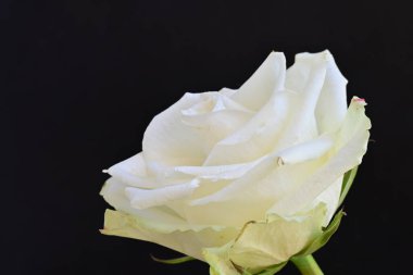 Siyah arkaplanda güzel beyaz bir gül