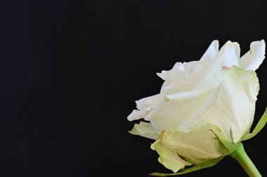 Siyah arkaplanda güzel beyaz bir gül