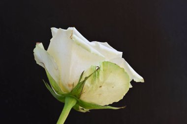 Siyah arkaplanda güzel beyaz bir gül