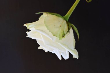 Siyah arkaplanda güzel beyaz bir gül