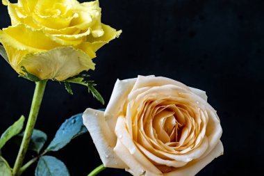 Siyah arka planda güzel yumuşak güller