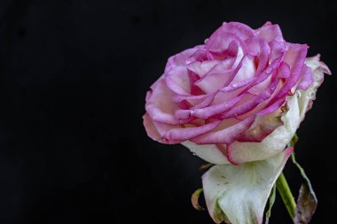 Siyah arka planda güzel pembe bir gül