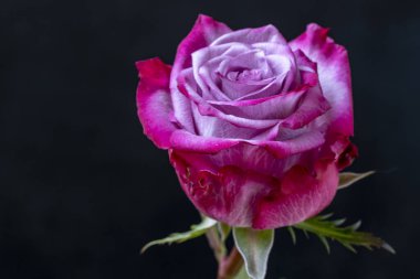 Siyah arka planda güzel pembe bir gül