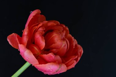 Siyah arkaplanda kırmızı lale çiçeği