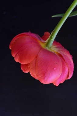 Siyah arkaplanda kırmızı lale çiçeği