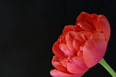 Siyah arkaplanda kırmızı lale çiçeği