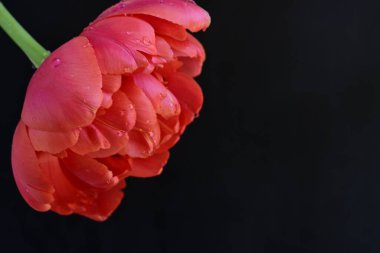 Siyah arkaplanda kırmızı lale çiçeği