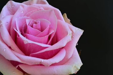 Siyah arka planda güzel pembe bir gül 