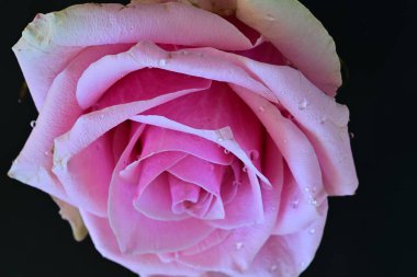 Siyah arka planda güzel pembe bir gül 