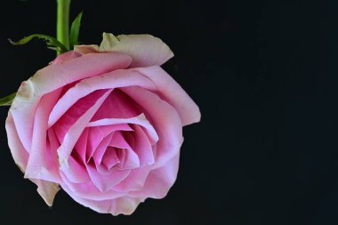 Siyah arka planda güzel pembe bir gül 