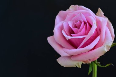 Siyah arka planda güzel pembe bir gül 