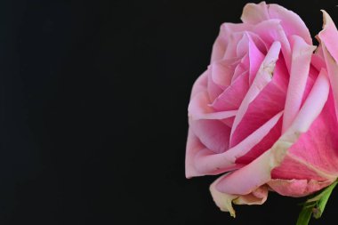 Siyah arka planda güzel pembe bir gül 