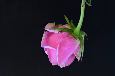 Siyah arka planda güzel pembe bir gül 