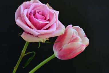 Siyah arka planda pembe gül ve lale çiçekleri 